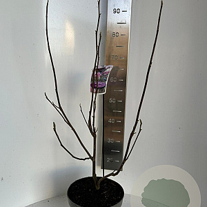 Magnolia soul. 'Winelight' 70-90 cm P23
