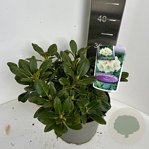 Rhododendron yakushimanum 25-30 cm 