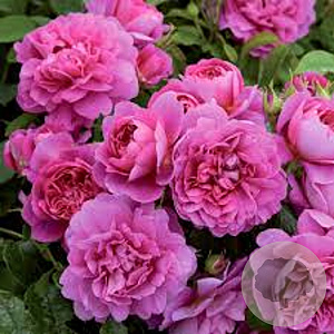 Rosa Princess Anne A kwaliteit wortelgoed vanaf 2 tak