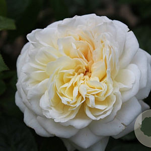 Rosa 'Tranquillity'  wortelgoed stam