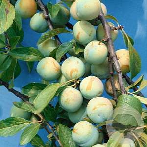 Prunus d. 'Grosse Grüne Reneklode' 8-10 HA 15L