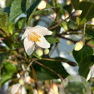 Styrax jap. 'Evening Light' 125-150 cm 20L geveerd