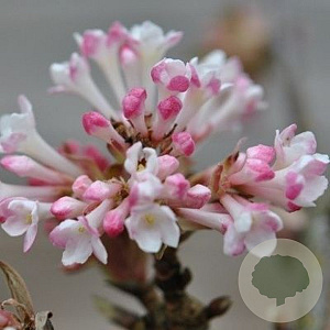 Viburnum bodn. 'Aberconway' 125-150 cm 50L