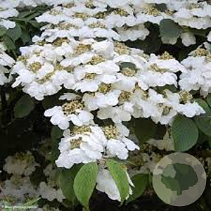 Viburnum plic. 'Lanarth' 250-300 cm cont. 80L