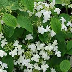 Viburnum plic. 'Mariesii Gr. Star' 80-100 cm 20L