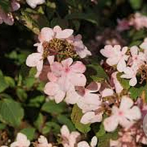 Viburnum plic. 'Pink Beauty' 175-200 cm cont. 80L