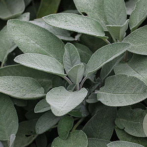 Salvia off. 'Würzburg' GM P9