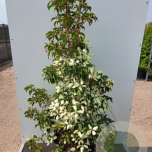 Cornus hongkongensis 175-200 cm 50L