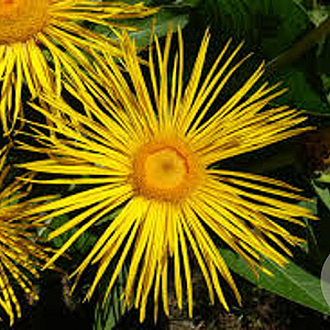 Inula magnifica GM P9