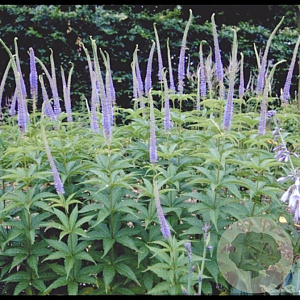 Veronicastrum virg. 'Apollo' GM P9