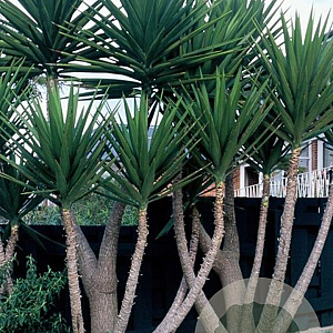 Yucca elephantipes 100-125 cm 20L