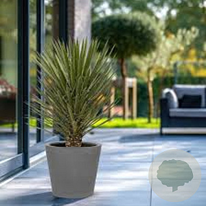 Yucca filifera 80-100 cm 35L