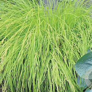 Carex elata 'Aurea' GM M19