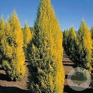 Cupressus m. 'Goldcrest' 175-200 cm 20L