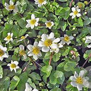 Caltha palustris alba GM M19