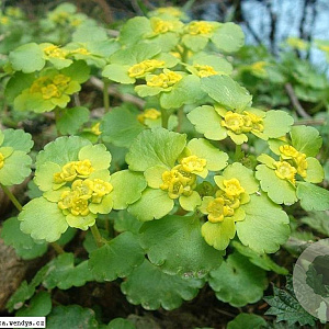Chrysosplenium alternifolium GM P9