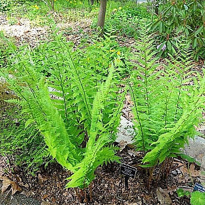 Dryopteris thelypteris GM M19