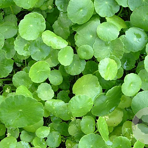 Hydrocotyle vulgaris GM M19