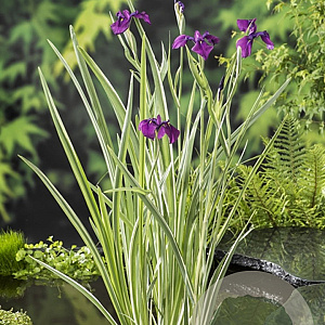 Iris kaempferi 'Variegata' GM P9