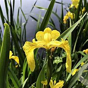Iris pseudacorus GM M23