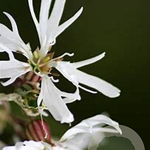 Lychnis flos-cuculi 'Alba' GM P9