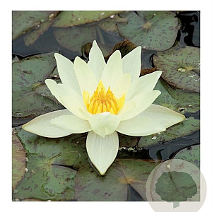 Nymphaea 'Helvola' GM M19