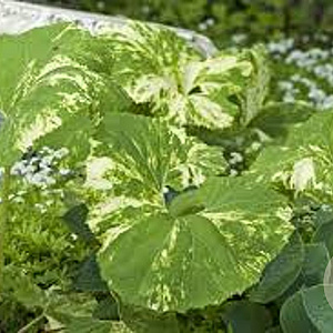 Petasites hebrydes variegatus GM P9