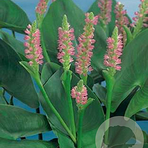 Ponterderia cordata rosea GM M19