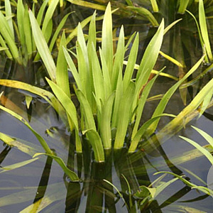 Stratiotes aloides GM plug