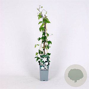 Clematis 'Gladys Picard' 70 cm 2,0L