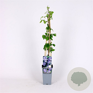 Clematis 'Mrs Cholmondeley' 70 cm 2,0L