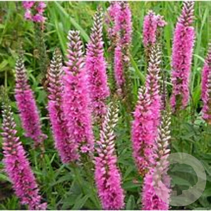 Veronica longifolia 'Royal Pink' GM P9