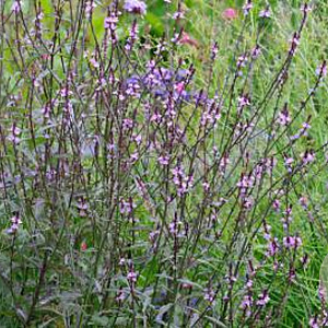 Verbena officinalis 'Bampton' GM P9 BIO