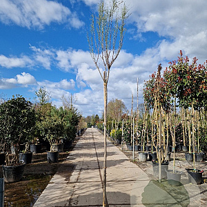 Tamarix ramos. 'Rubra' 200 cm stam container 8-10