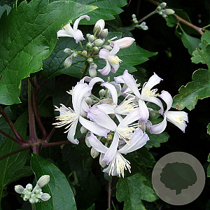 Clematis 'Praecox' GM P9