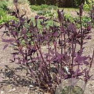 Clematis 'Velvet Night' GM P9