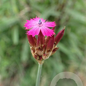 Dianthus giganteus GM P9