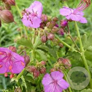 Geranium macr. 'Olympos' GM P9