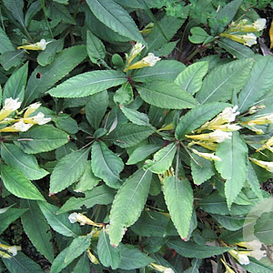 Impatiens omeiana 'Ice Storm' GM P9