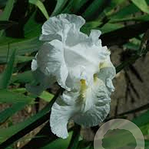 Iris (G) 'Immortality' GM P9