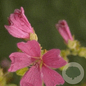 Lavatera 'Burgundy Wine' GM P9