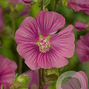Lavatera 'Burgundy Wine' GM P9