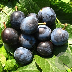 Prunus spinosa 'Reto' GM 2,0L