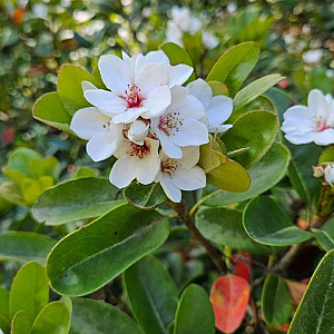 Rhaphiolepis umbellata 80-100 cm 20L breed