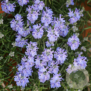 Rosmarinus off. 'Corsican Blue' GM P9