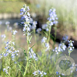 Salvia azurea 'Grandiflora' GM P9