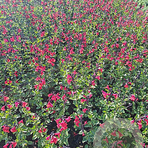 Salvia 'Royal Bumble' GM P9