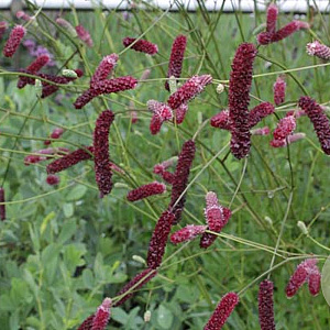 Sanguisorba 'Scapino' GM P9