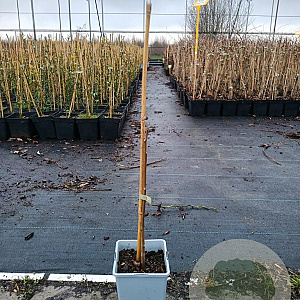 Toona sinensis 30-40 cm P15