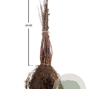 Cornus alba 'Kesselringii' 40-60 cm wortelgoed 0/1/0 2-3 tak